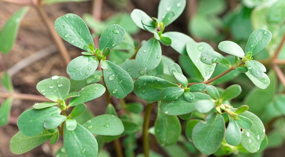 Не сорняк, а лакомство: 10 растений, которые можно подать к столу