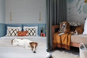 Лучшие породы собак для квартиры: обзор, советы, умиляющие фото