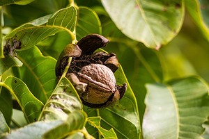 Как посадить грецкий орех: семена или саженцы, правила ухода