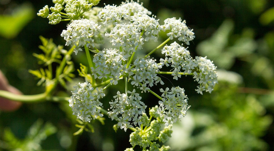 Держитесь подальше: 8 опасных растений на даче