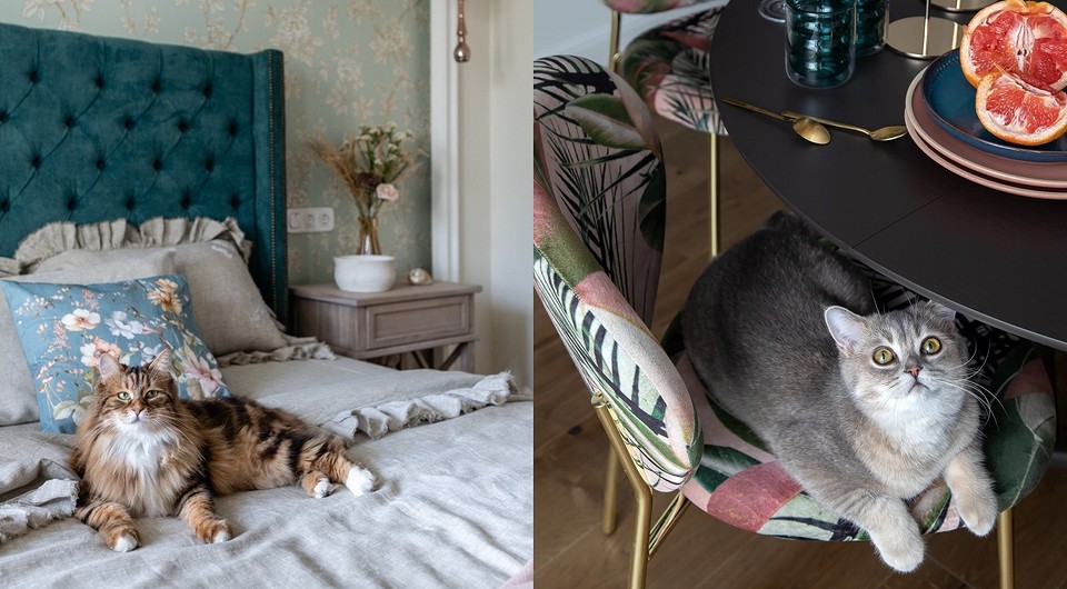 Лучшие породы кошек для квартиры: топ-5, полезные советы, фото