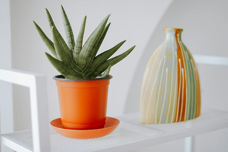 Уехать и забыть: 10 растений, которые переживут ваш отпуск без проблем