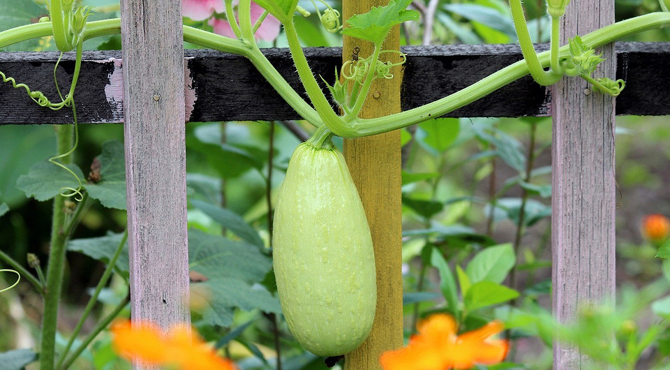 Посадка кабачков в 2024 году: благоприятные дни для посадки, советы для лучшего урожая