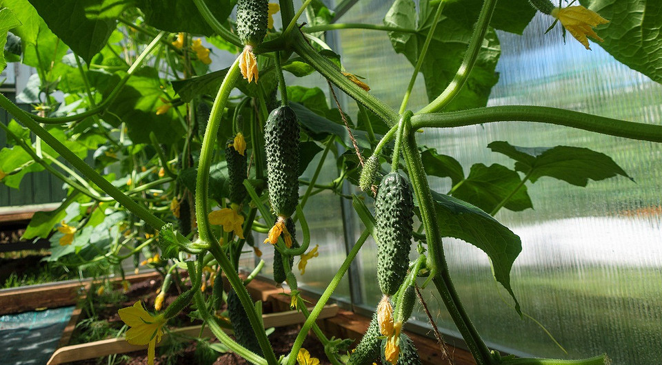 Как и когда сажать огурцы в июне 2024: благоприятные дни и шпаргалка для садоводов