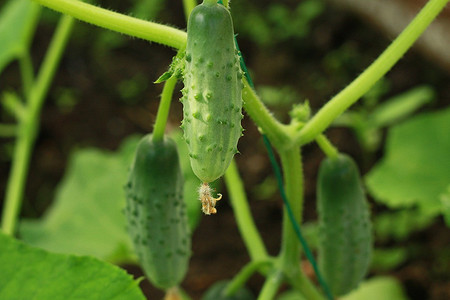 Когда сажать огурцы в открытый грунт в 2024 году: благоприятные даты для посадки, шпаргалка в таблицах