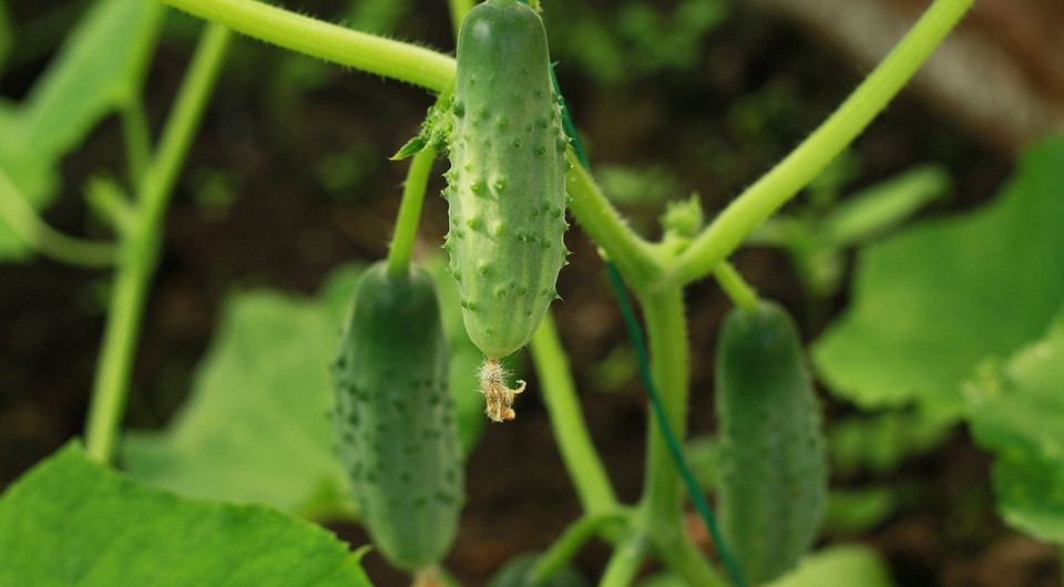 Когда сажать огурцы в открытый грунт в 2024 году: благоприятные даты для посадки, шпаргалка в таблицах