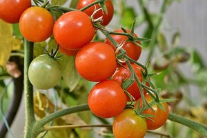 Когда сажать помидоры в открытый грунт в 2024 году: таблицы благоприятных дней по лунному календарю и советы