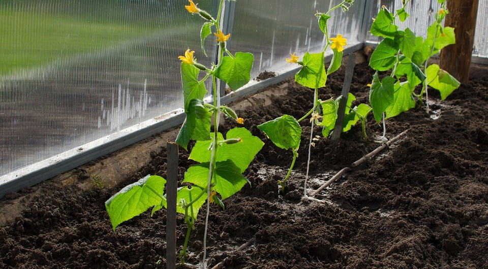 Почему вянут листья у огурцов в теплице и что делать? 9 причин и способы решить проблему