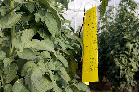 Как избавиться от белокрылки в теплице: 5 способов, 12 народных и магазинных средств