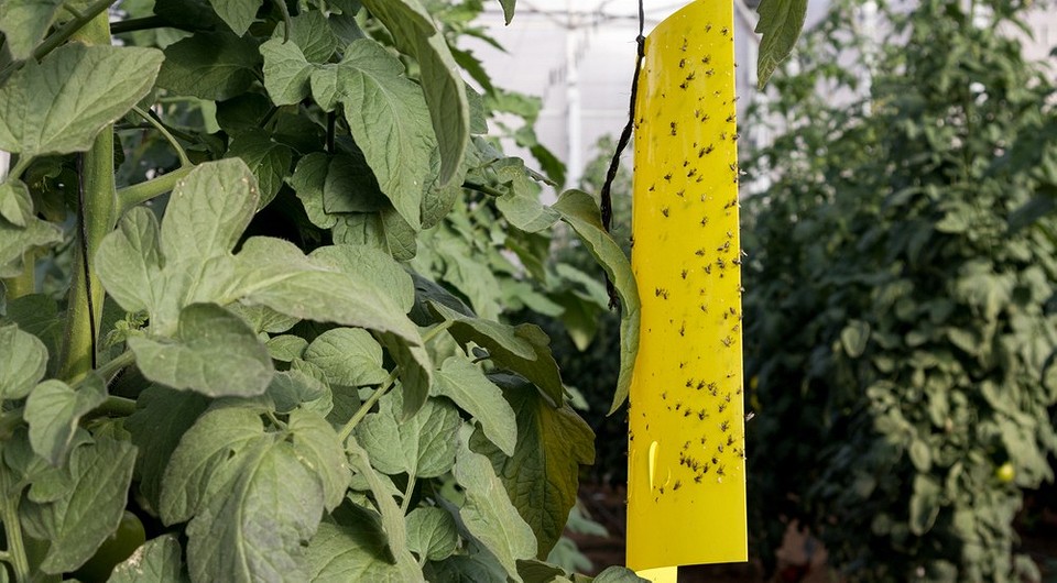 Как избавиться от белокрылки в теплице: 5 способов, 12 народных и магазинных средств