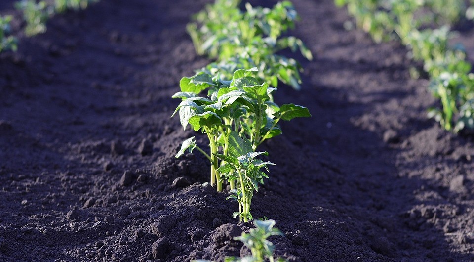 Как бороться с проволочником на картошке: 4 способа, 11 народных и магазинных средств