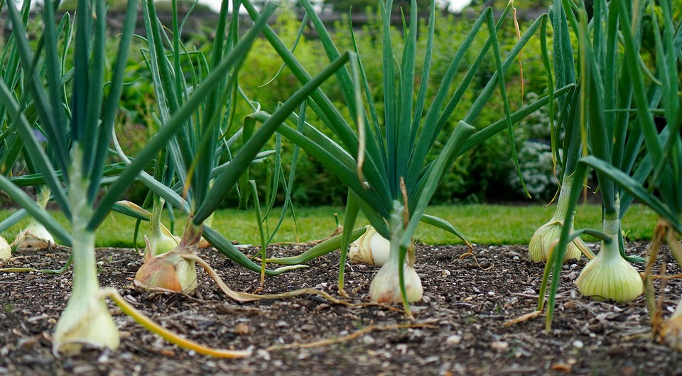 Как часто поливать лук: основные правила, важные советы и запреты