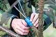 Прививка яблони летом: 5 эффективных способов и понятные схемы