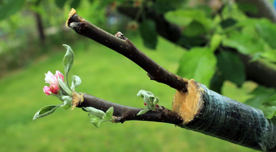 Прививка яблони летом: 5 эффективных способов и понятные схемы Прививка яблони летом: 5 эффективных способов и понятные схемы
