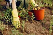 Лунный календарь на июнь 2024 года: таблица и советы садоводам на каждый день