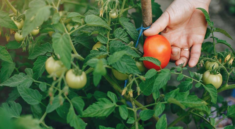 Посадка помидоров в июне: особенности, сроки 2024, благоприятные дни и советы по уходу
