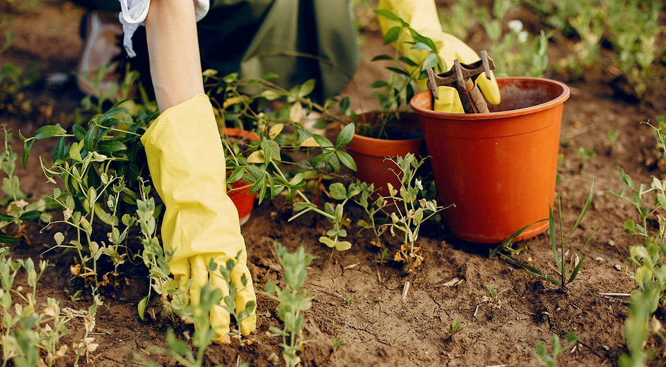 Лунный календарь на июнь 2024 года: таблица и советы садоводам на каждый день