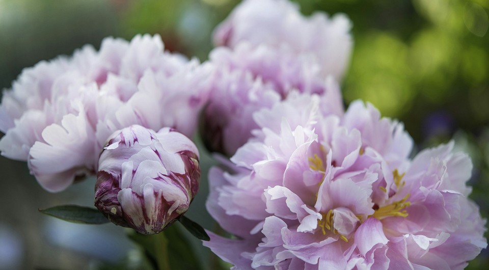 Как ухаживать за пионами на клумбе и в букете: все нюансы и полезные советы