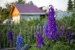 6 красивых садовых растений, которые еще успеете посадить