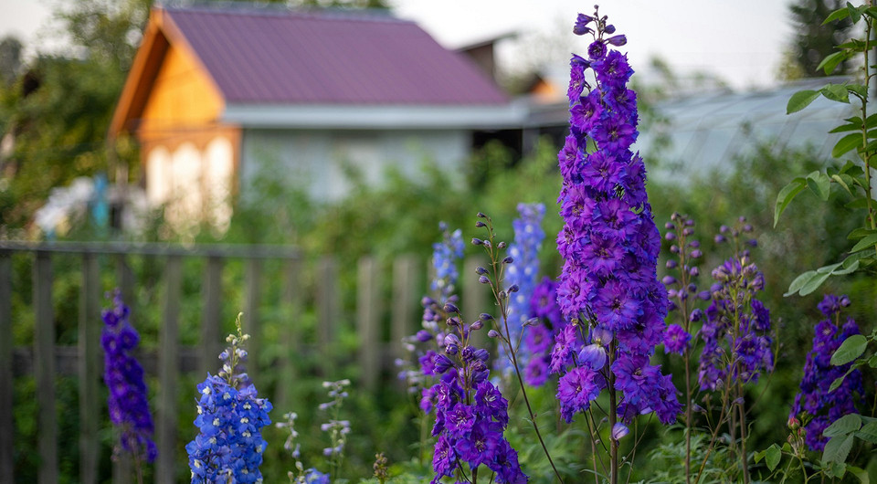 6 красивых садовых растений, которые еще успеете посадить