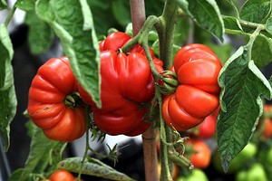 Что делать, чтобы быстрее краснели помидоры в теплице и на улице: 15 эффективных способов
