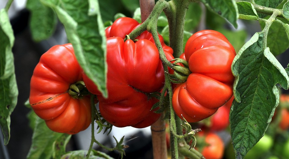 Что делать, чтобы быстрее краснели помидоры в теплице и на улице: 15 эффективных способов