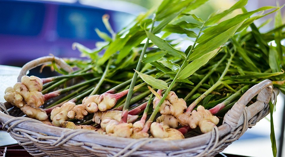 Как вырастить имбирь в домашних условиях: подробная инструкция и полезные советы