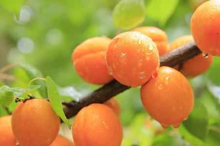 Как вырастить абрикос из косточки в саду или квартире: полезные советы, инструкция и получение плодов