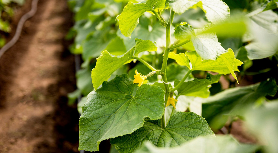 Как вырастить огурцы летом в теплице: основные правила и ценные советы