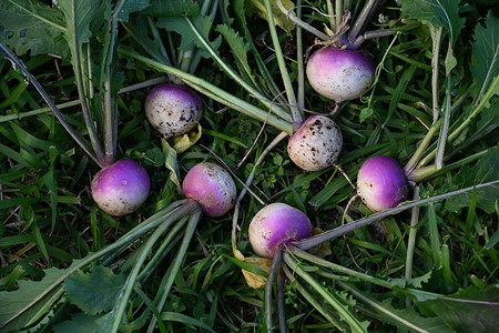 Что посадить в июле, чтобы собрать второй урожай: 9 скороспелых и поздних культур