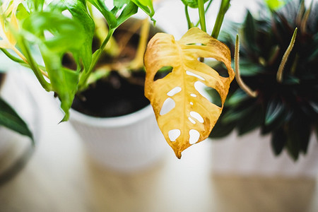 Пора спасать: 8 причин, почему чахнут домашние растения