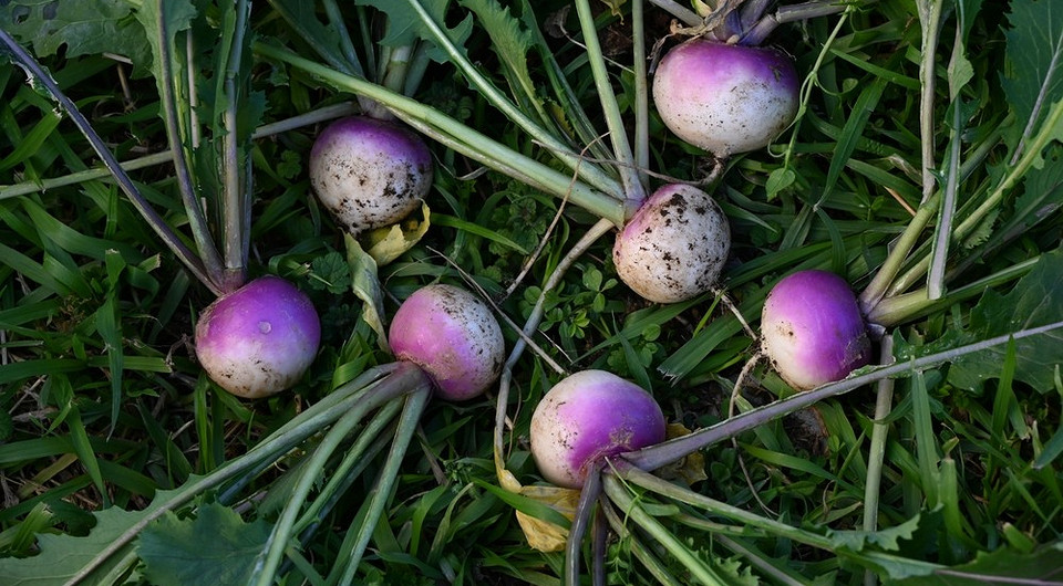 Что посадить в июле, чтобы собрать второй урожай: 9 скороспелых и поздних культур