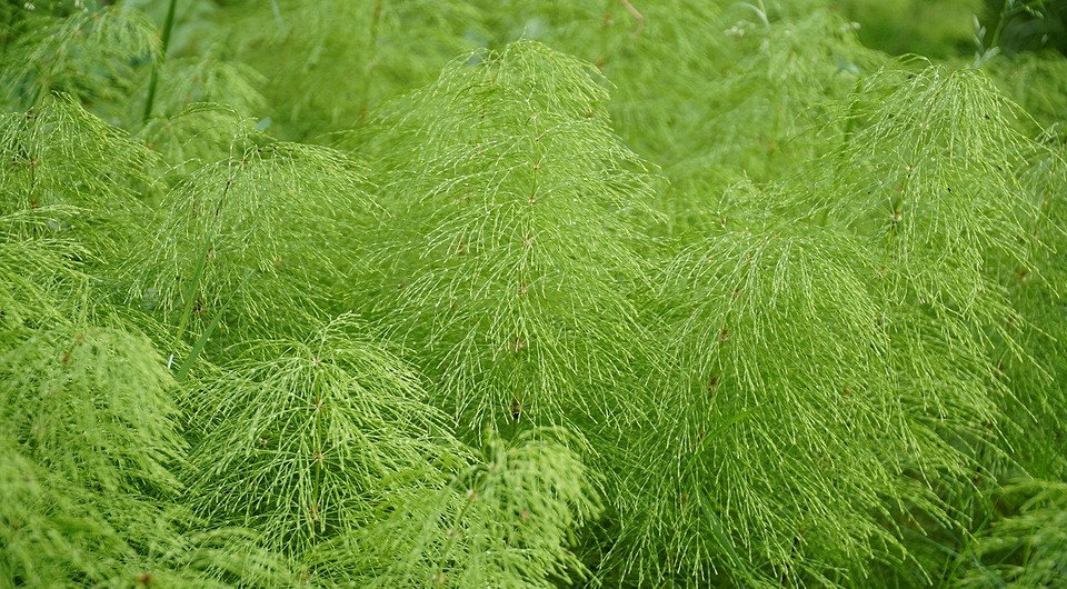 Как избавиться от хвоща на огороде: 6 эффективных способов