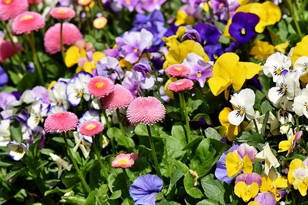 Что сажать и пересаживать в августе: 7 красивых растений