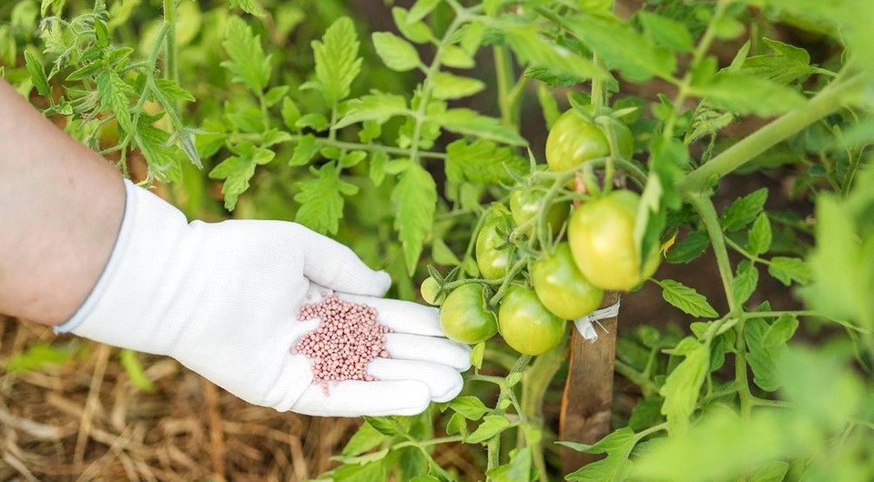 Чем подкормить помидоры в июле, чтобы получить обильный урожай: 7 народных и магазинных средств с названиями