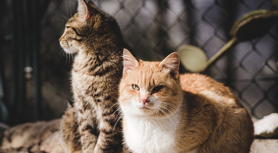 Как подружить кошек в квартире: 6 простых шагов для хозяев и питомцев