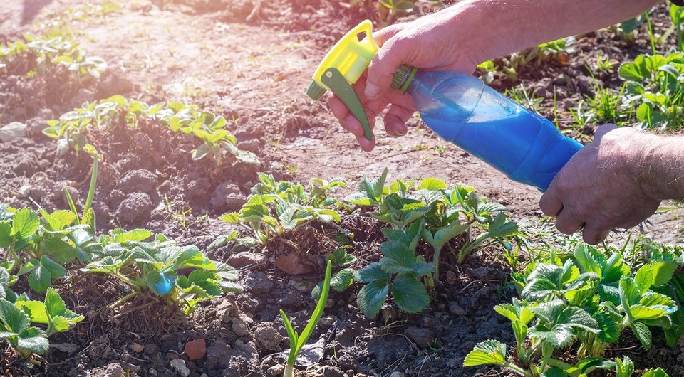 Как делать бордоскую жидкость: рецепты, пропорции и правила безопасности