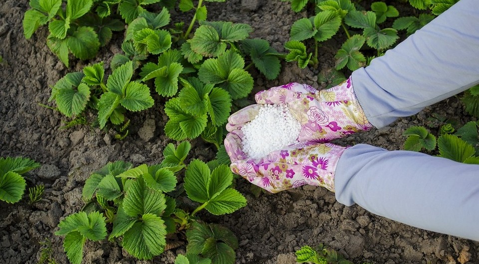 Селитра для огорода: применение разных видов, советы по использованию Селитра для огорода: применение разных видов, советы по использованию