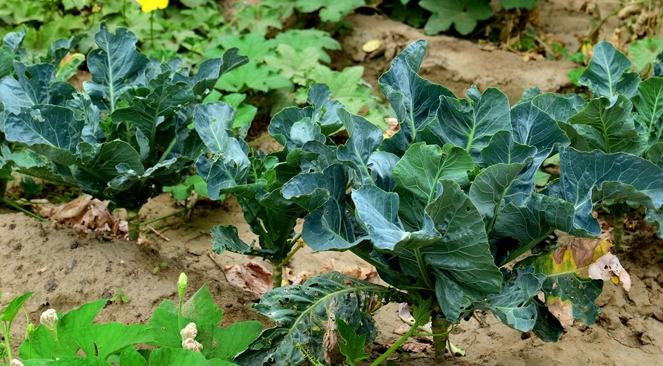 Что можно посадить в капусту: 15 лучших соседей среди овощей, зелени, цветов, худшие компаньоны