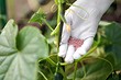 Чем подкормить огурцы в июле: 8 народных и магазинных средств