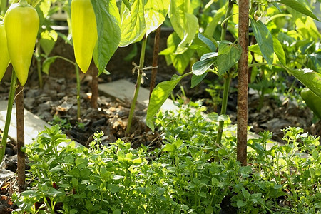 Как избавиться от мокрицы в огороде: самые эффективные методы борьбы с сорняком