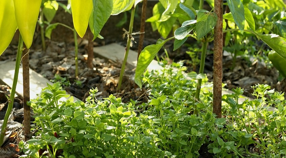 Как избавиться от мокрицы в огороде: самые эффективные методы борьбы с сорняком Как избавиться от мокрицы в огороде: самые эффективные методы борьбы с сорняком