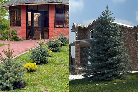 Ель в ландшафтном дизайне: лучшие сорта, особенности ухода и 5 вариантов, где ее посадить (50 фото)