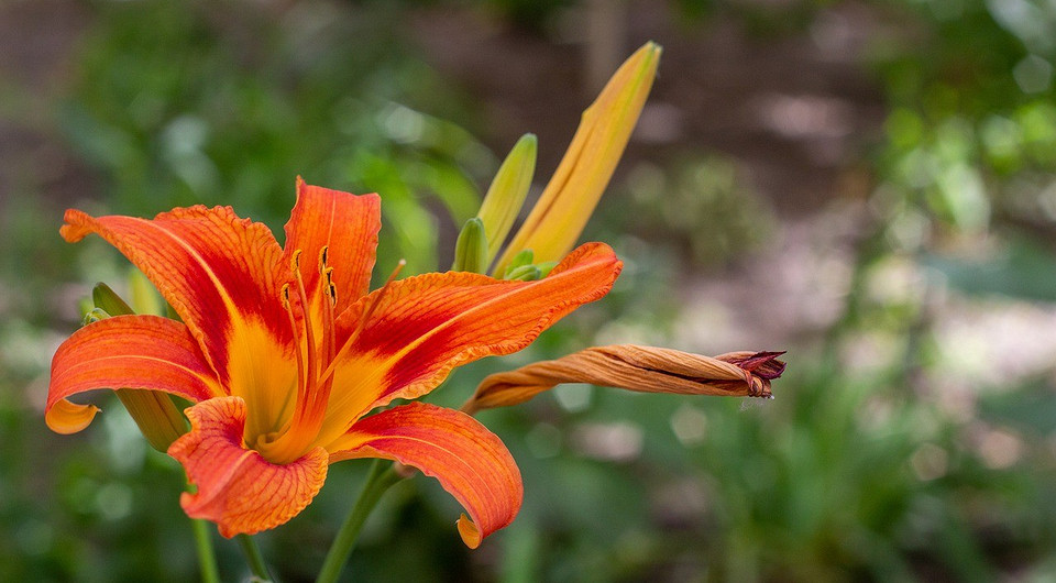 Когда можно пересаживать лилии на новое место после цветения: сроки и советы садоводу