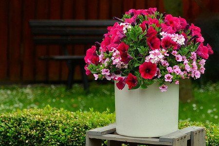 Как собрать семена петунии и сохранить их для последующей посадки: советы садоводу