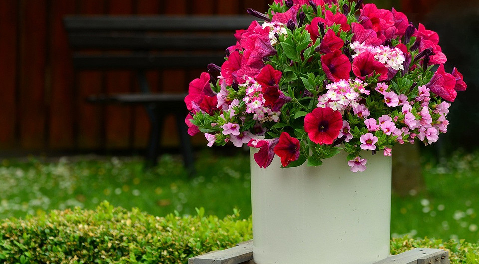 Как собрать семена петунии и сохранить их для последующей посадки: советы садоводу