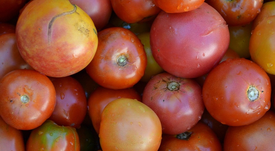 Помидоры трескаются при созревании: почему так происходит и как предотвратить это