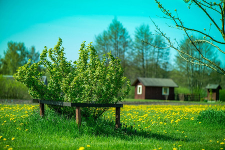 Уход за смородиной после сбора: 5 шагов, которые надо выполнить всем