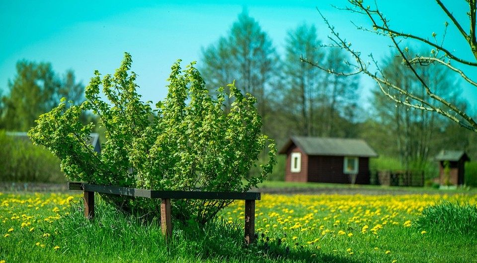 Уход за смородиной после сбора: 5 шагов, которые надо выполнить всем