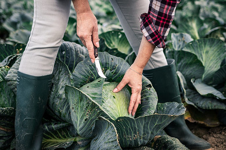 Когда убирать капусту в 2024 году: сроки по лунному календарю и полезные советы